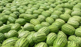 吃瓜真千金爆料大瓜,吃瓜真千金爆料大瓜背后的惊人真相